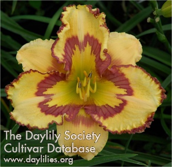 Daylily Quiet Riot